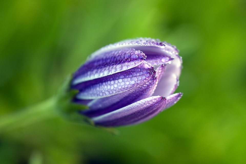Asteraceae flower raindrops