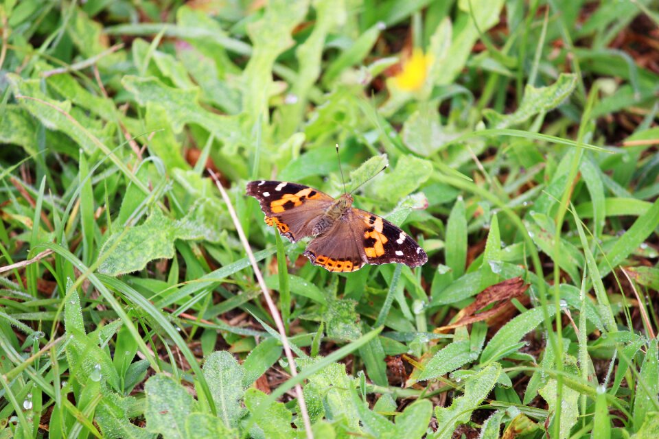 Butterfly grass natural