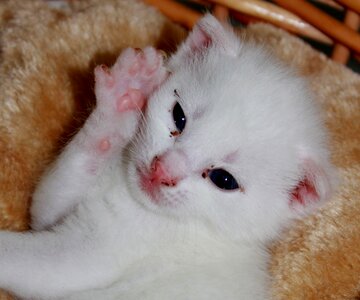 Sweet pet baby cat photo