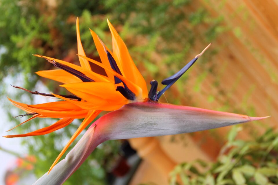 Blossom bloom bright