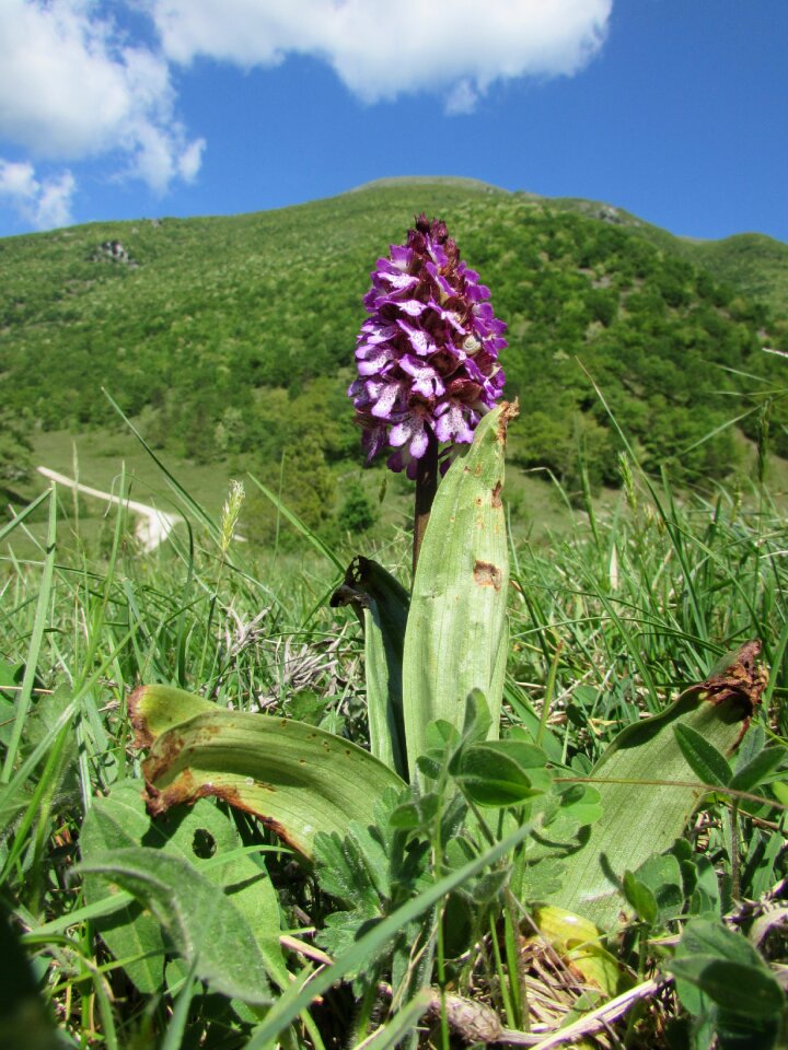 Flowers grass summer