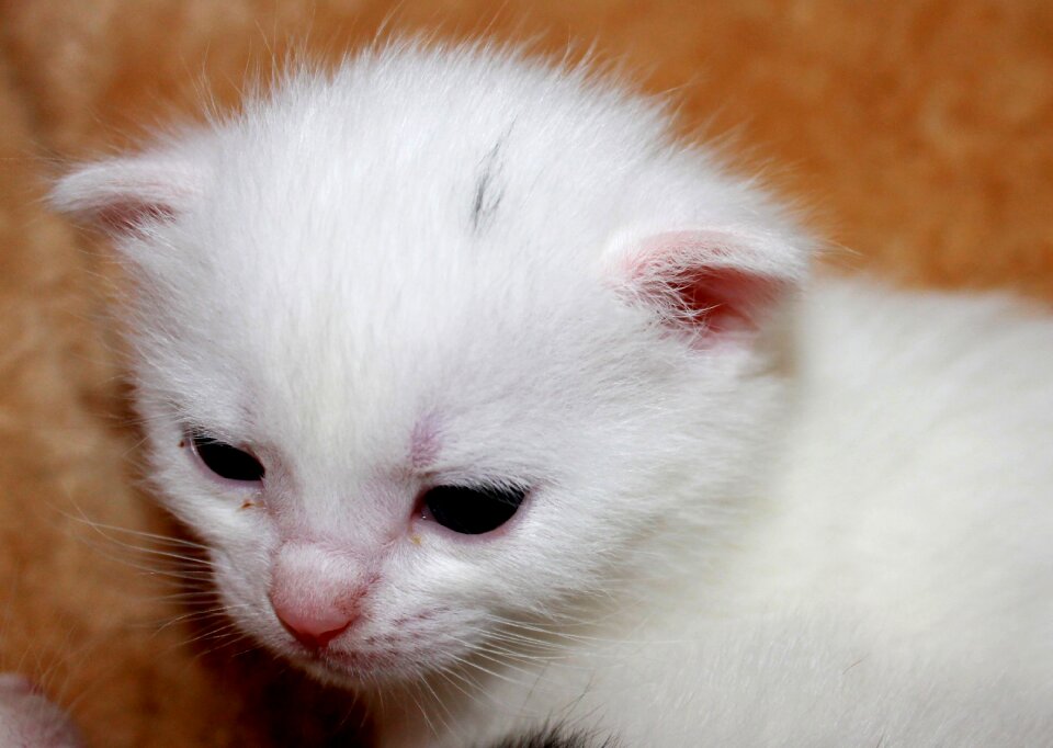 Sweet pet baby cat