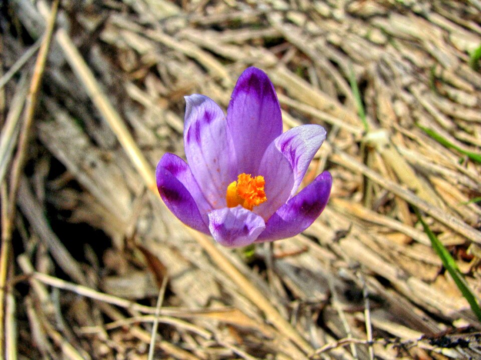 Polyana meadow mountains