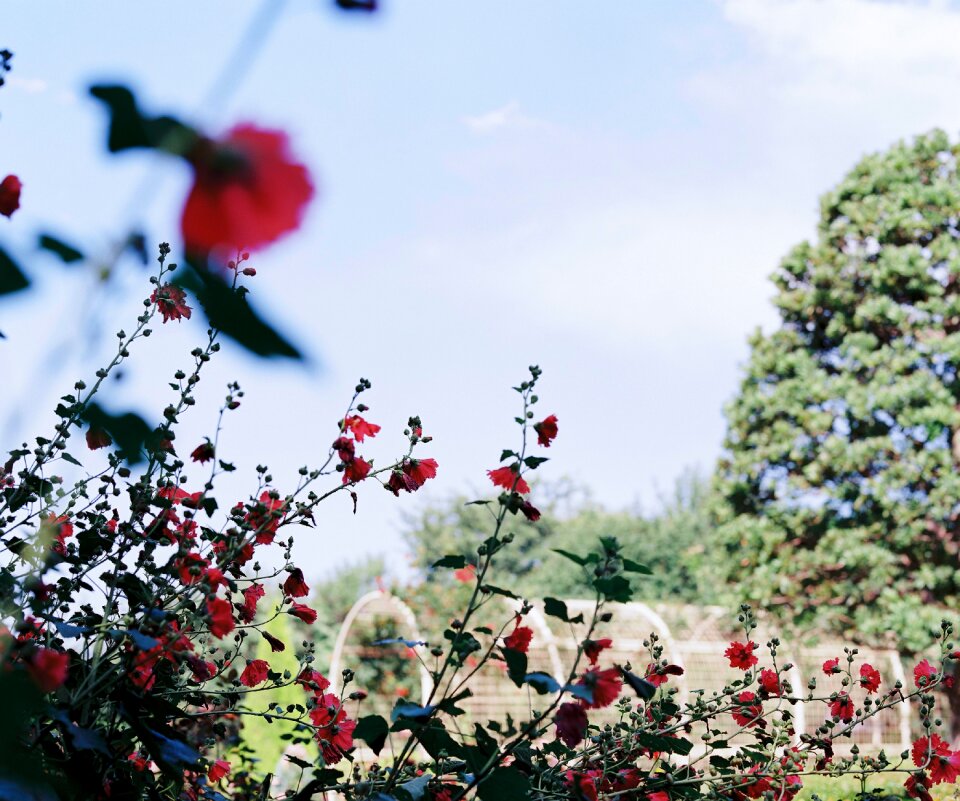 Summer rose