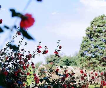 Summer rose