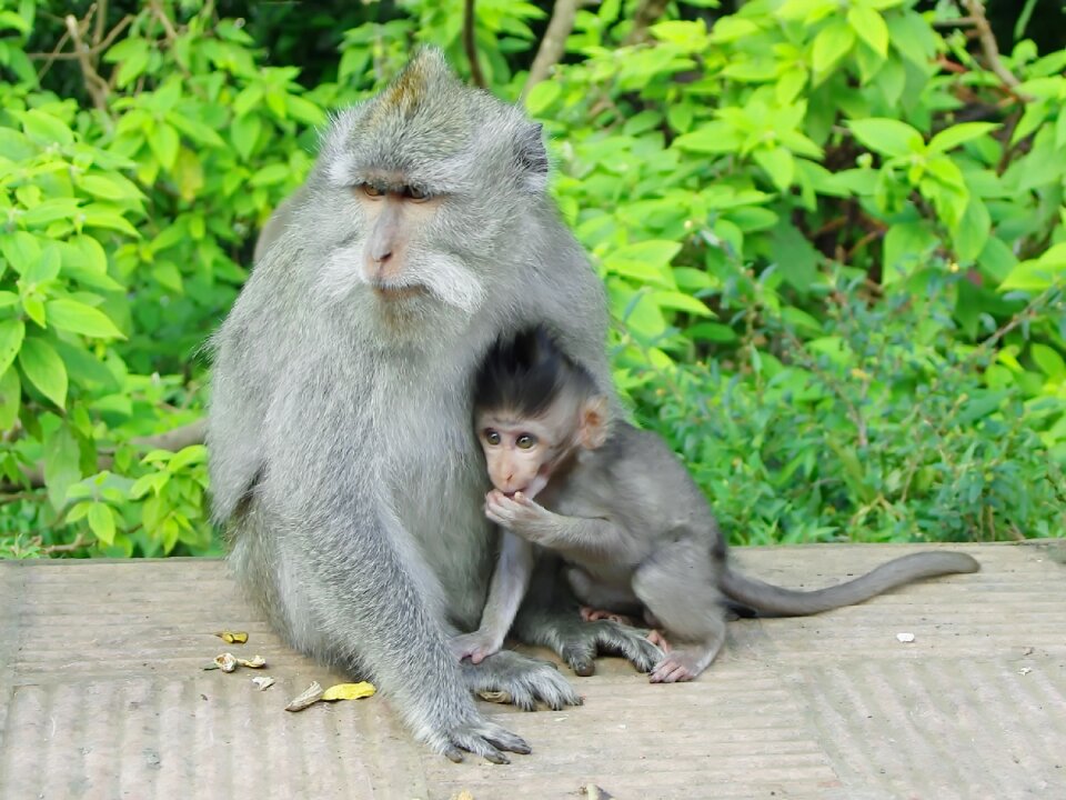 Maternity primate guenon
