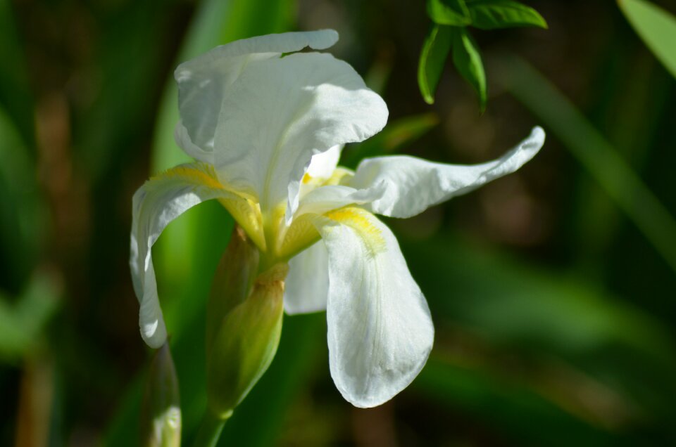 White yellow and white color