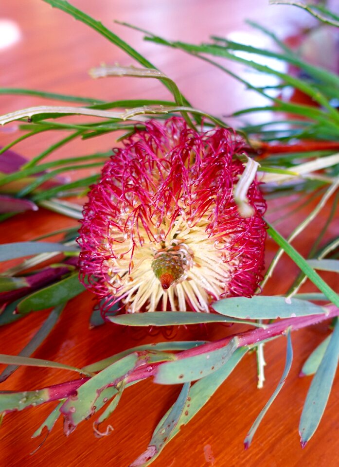 Flora australian botanical