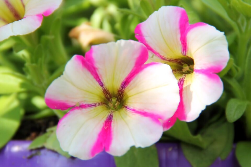 Flowers garden petunia nachtschattengewächs