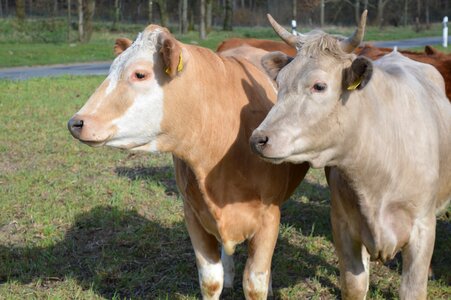 Simmental cattle pasture coupling photo