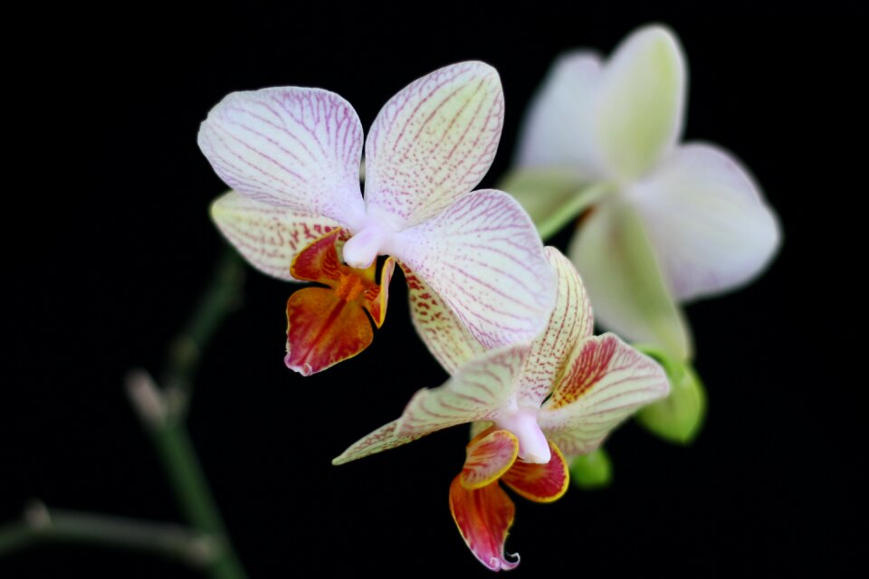 Nature white phanelopsis