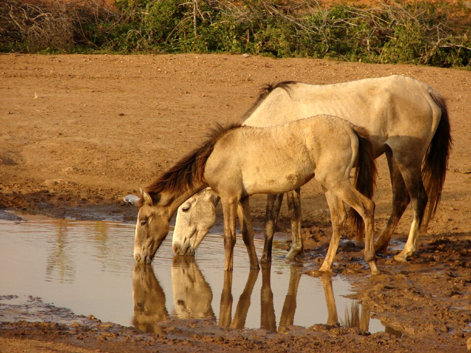 Nature colt landscape