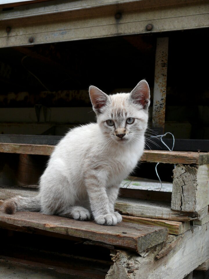 Eyes pet hair