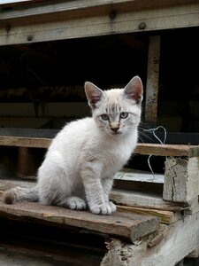 Eyes pet hair