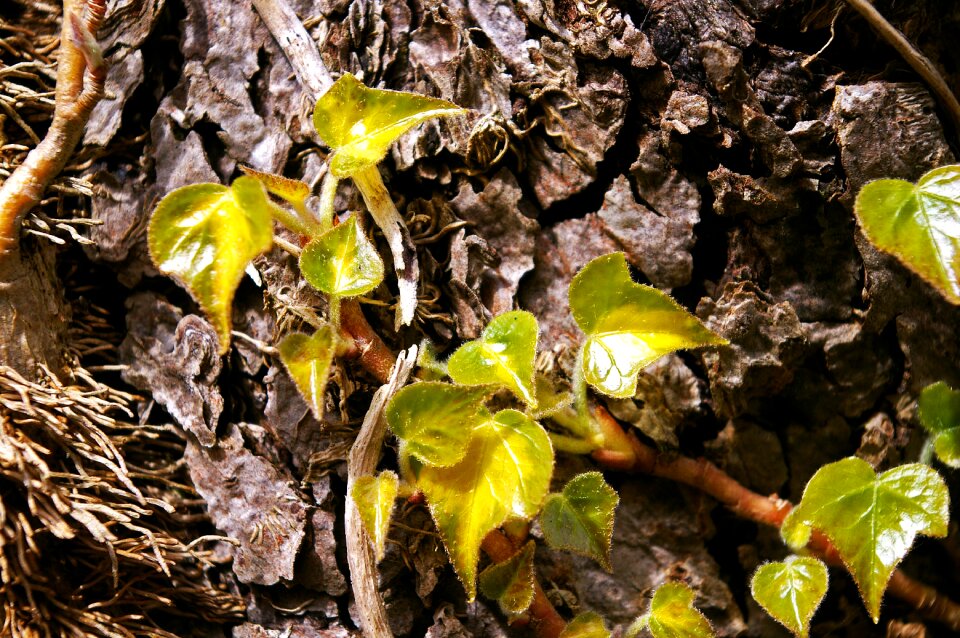Nature tribe bark