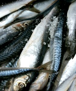 Mat fish herring photo