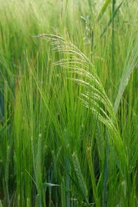 Green field grain photo