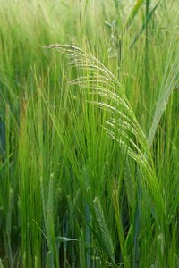 Green field grain