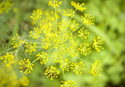 Flower botanical