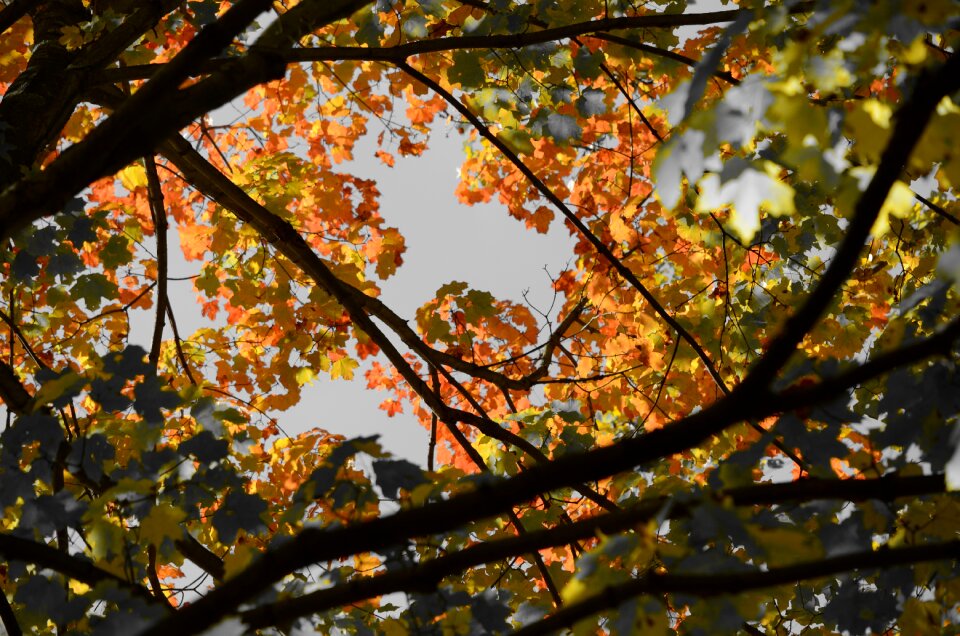 Autumn foliage autumn leaves