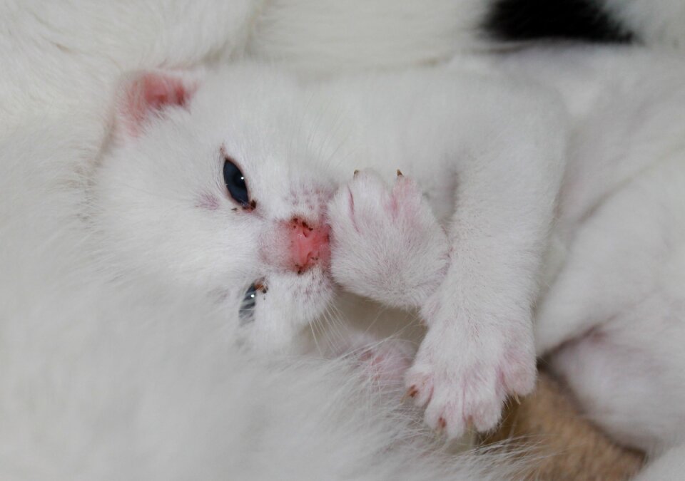 Sweet pet baby cat