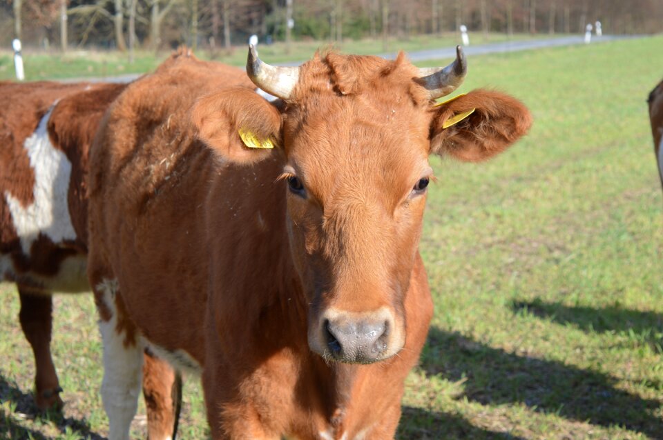 Beef horns pasture