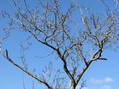 Trees walnut winter