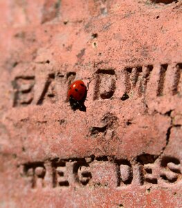Lady bird red spotted