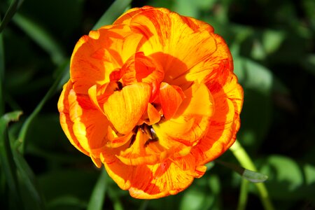 Orange flower spring photo