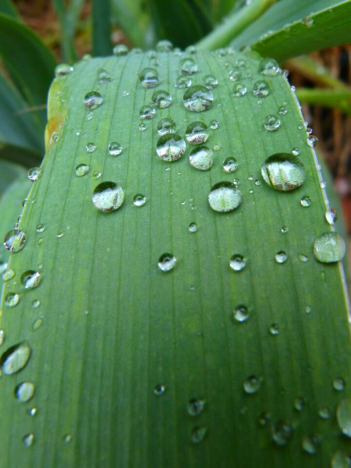 Rocio moisture detail