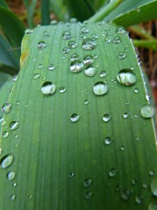 Rocio moisture detail