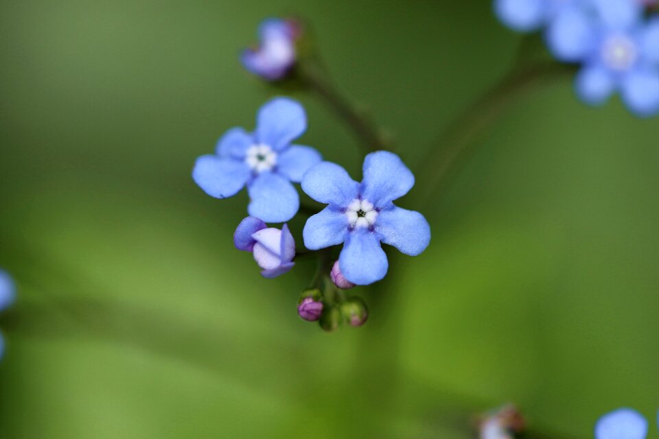Perennial garden spring