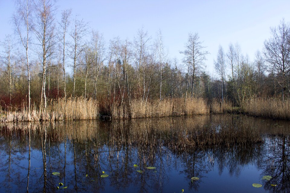 Water pond forest