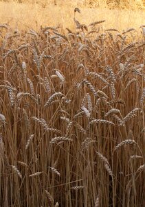 Grains mature field
