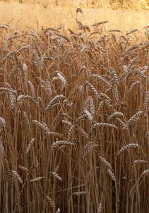 Grains mature field photo