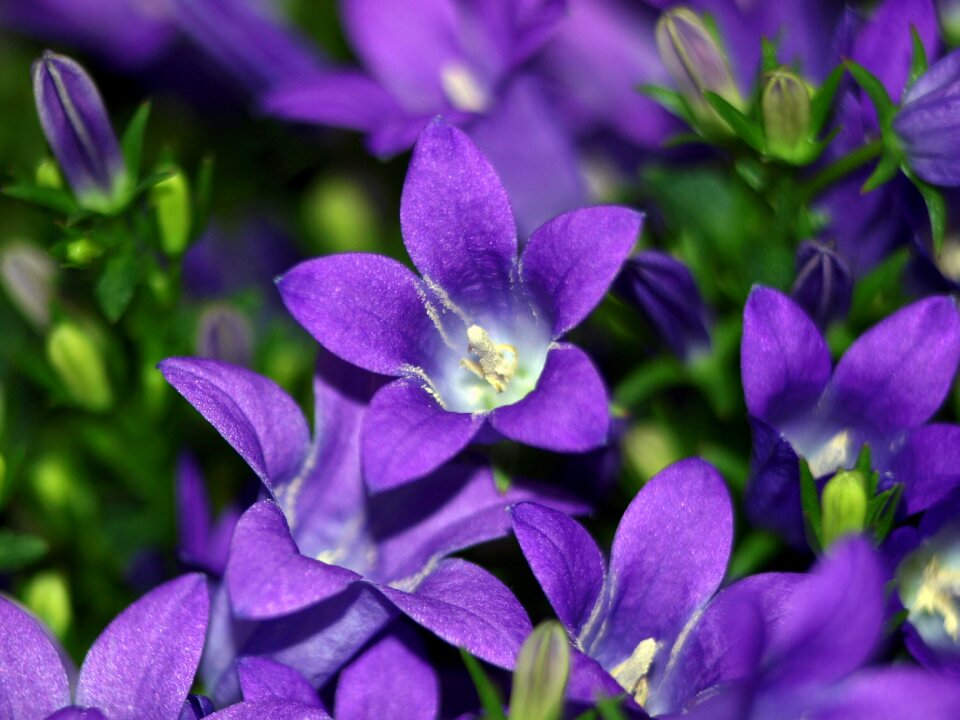 Blossom bloom blue