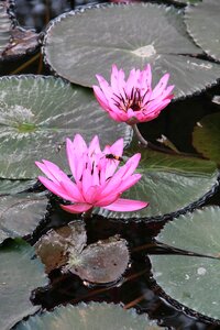 Lotus flower summer plant