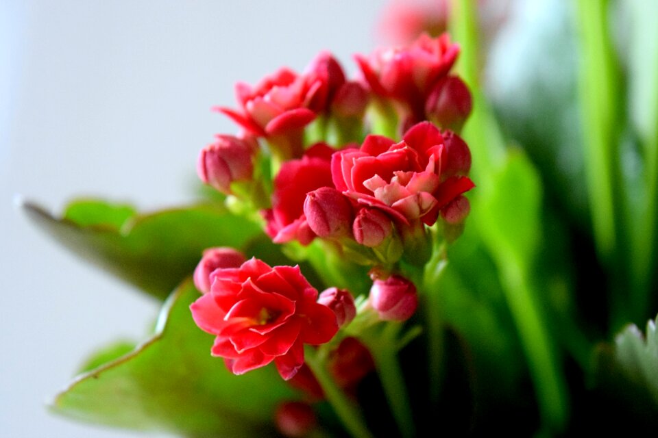Nature arrangement green