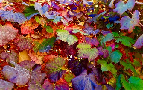 Season color autumn leaves photo