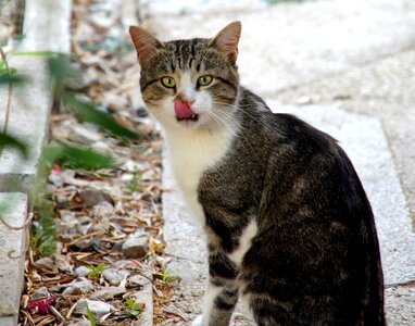 Croatia cat animal photo