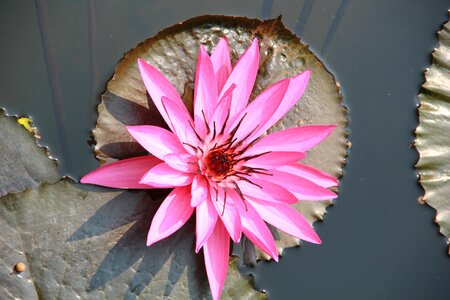 Water lilies flowers summer