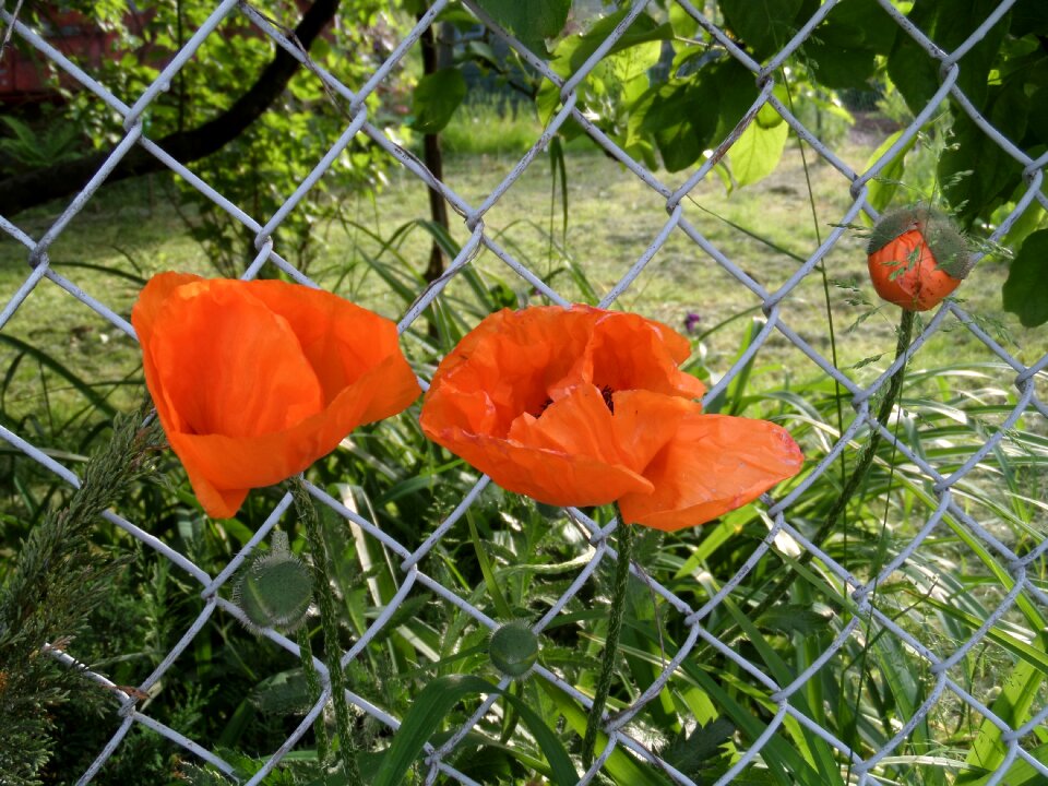 A garden plant poppy garden