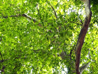 Green tree nature photo