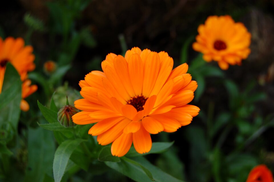 Flower marigold orange