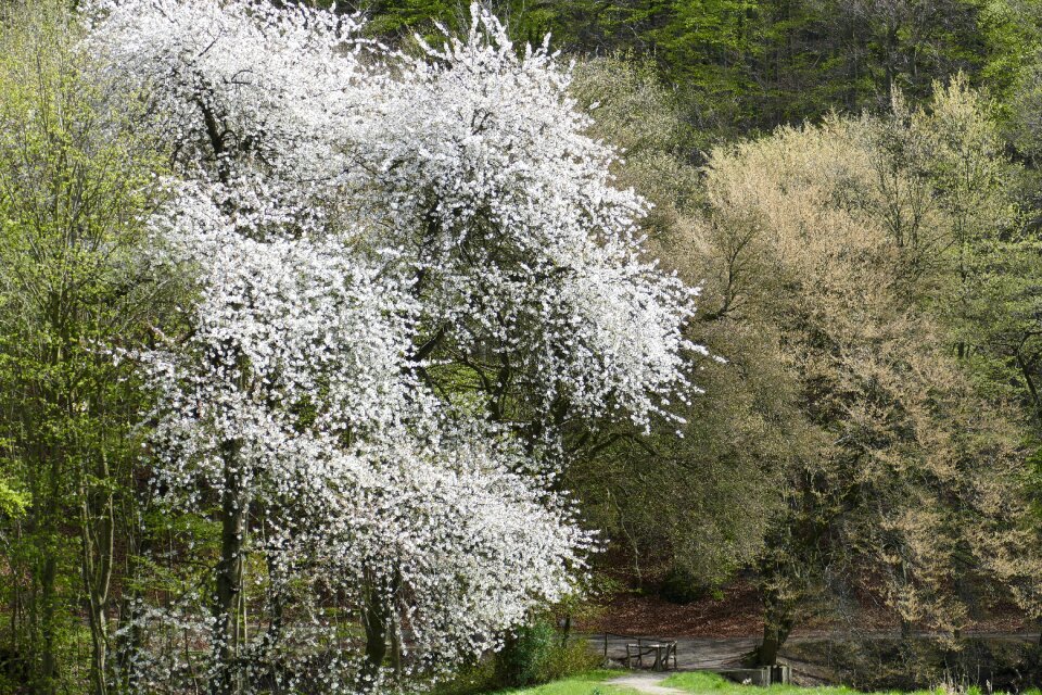 White blossom blossom landscape