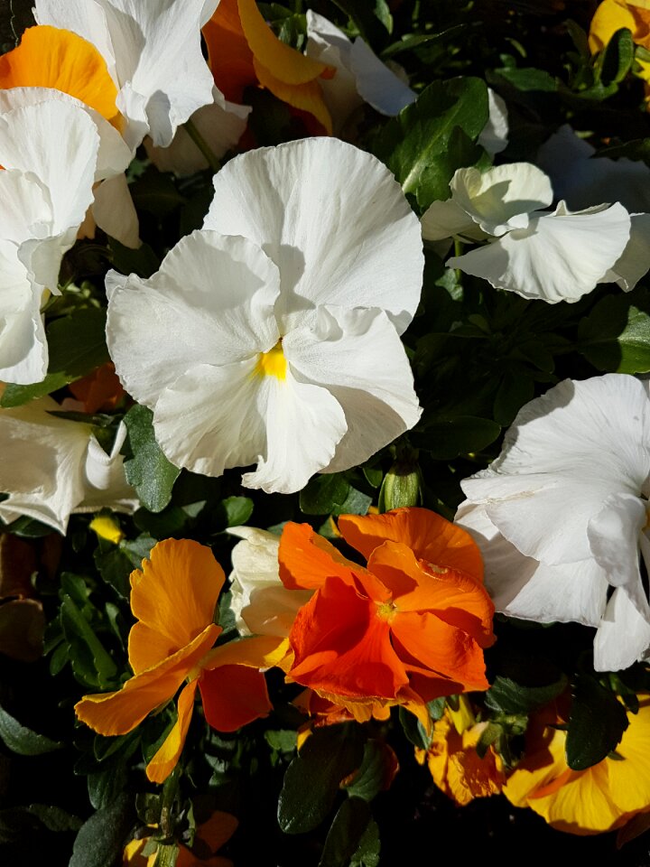 Pansy flowers spring