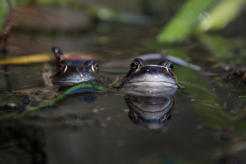 Amphibian animal wildlife