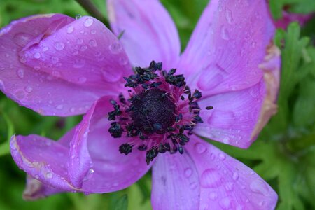 Nature water purple photo