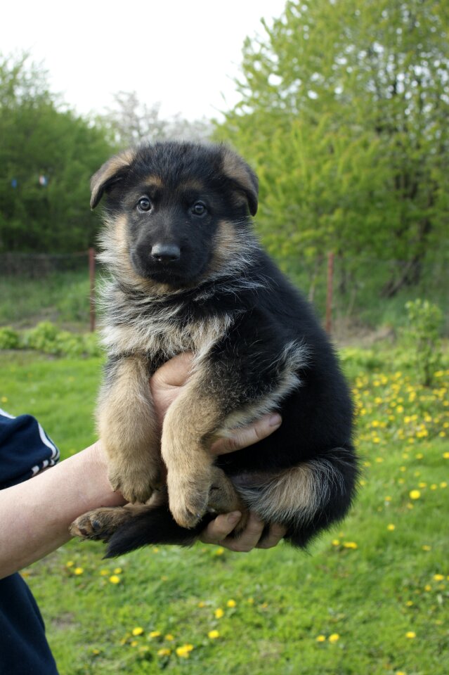 Cute animal dog