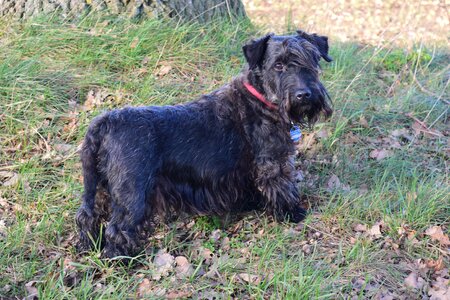 Bohemian terrier purebred dog dog